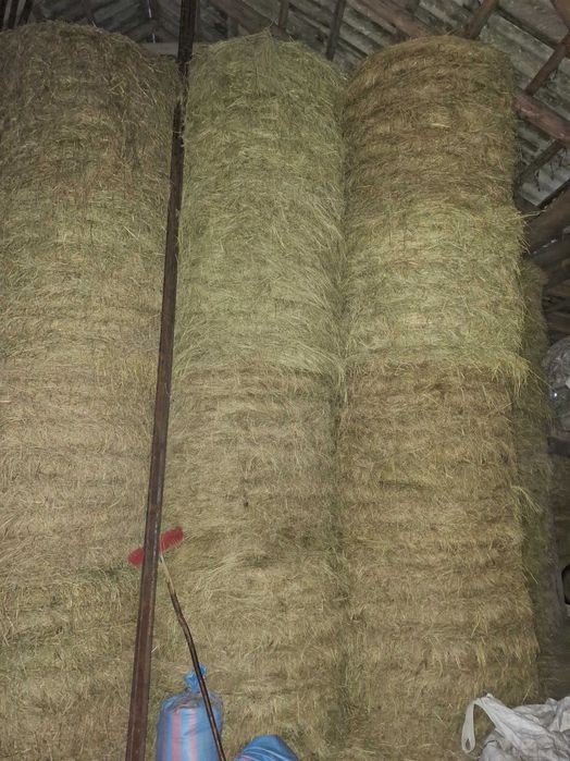 Sprzedam bele siana, sianokiszonki oraz słomy 120x120  - zbiór 2025.
