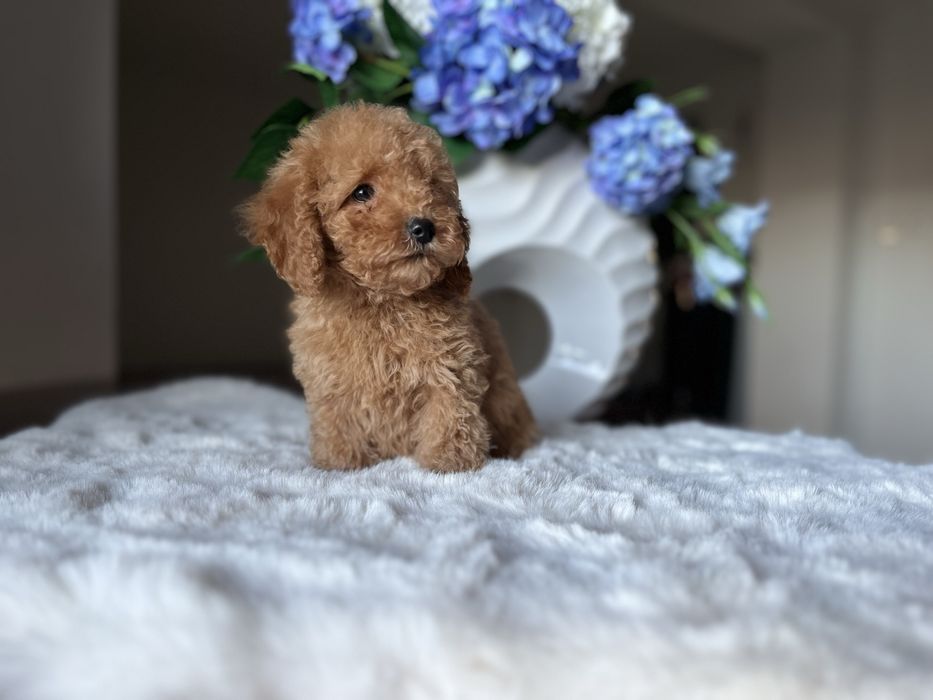 Pudel toy mini chłopiec