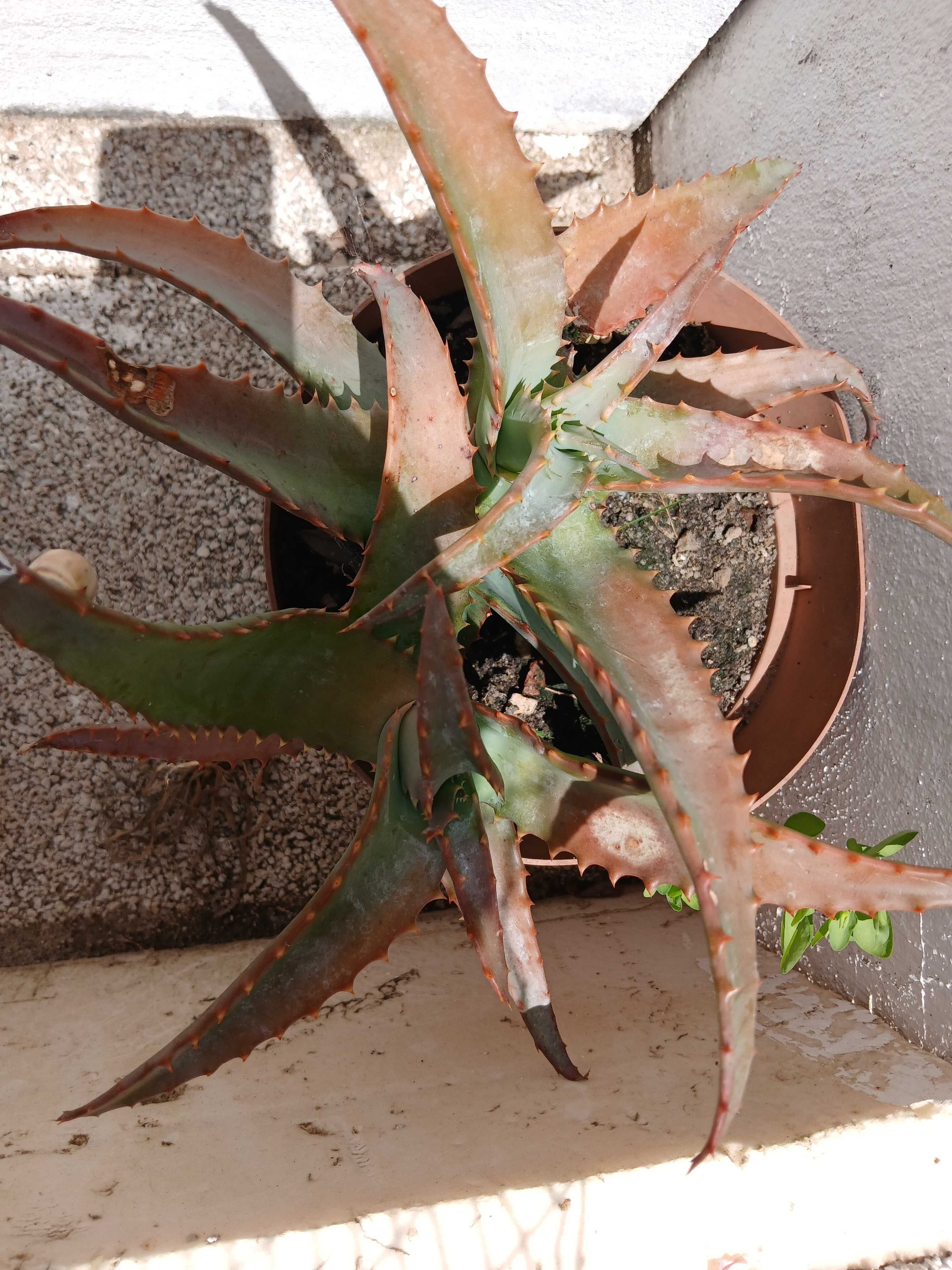 Aloe Vera, muito bem tratadas
