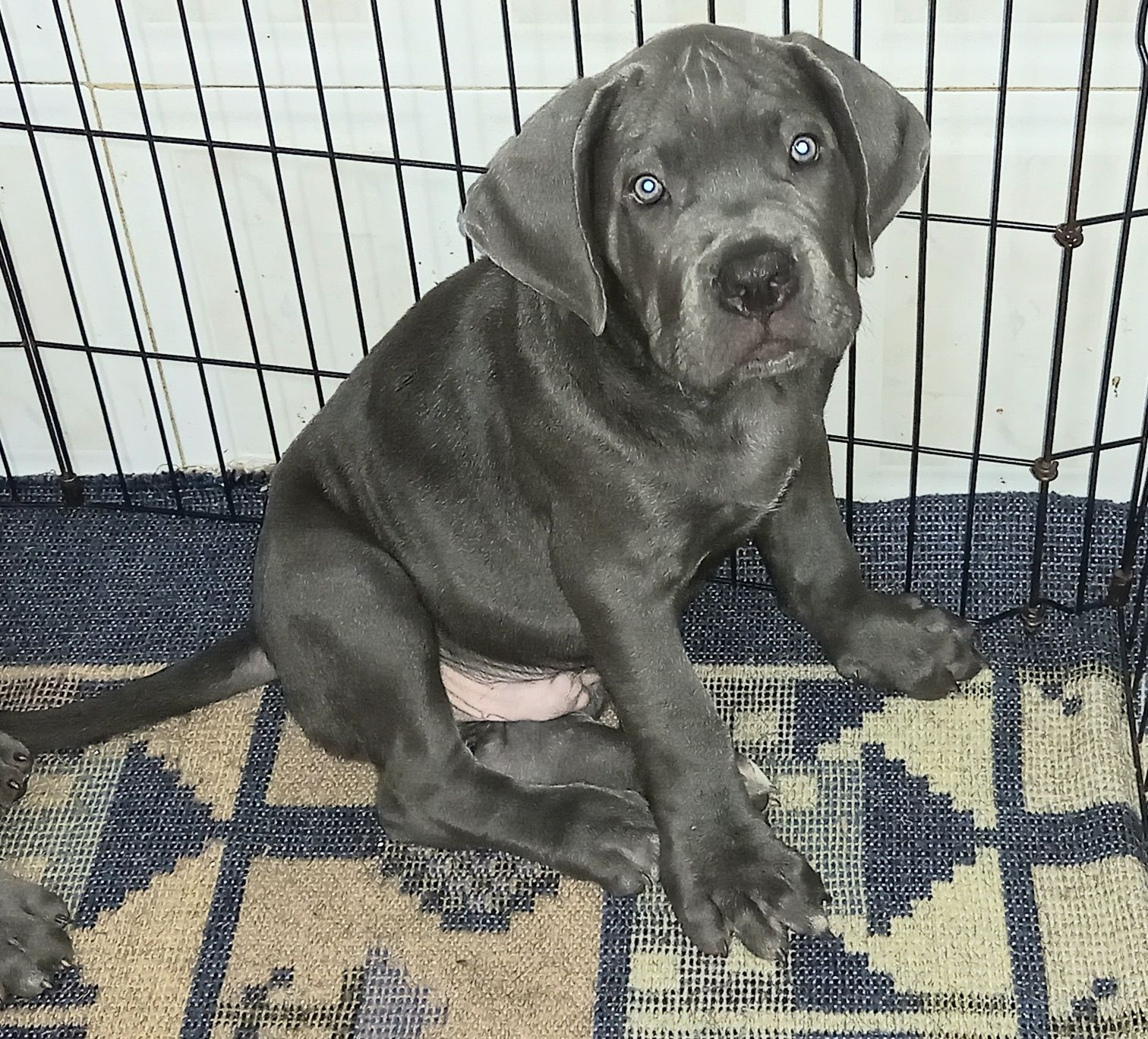 Cane Corso Italiano