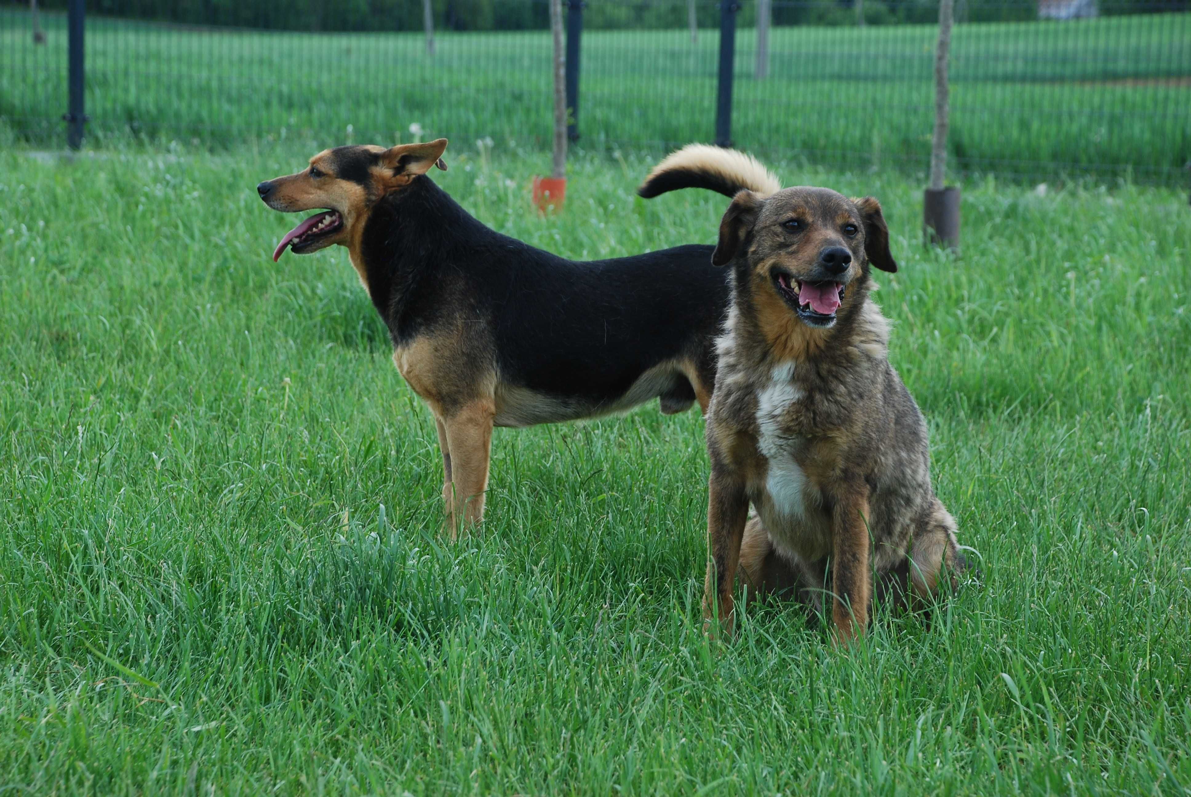 Uroczy, nieduży MAGNESIK czeka na adopcję