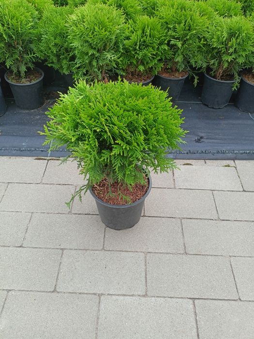 Tuja szmaragd,Danica,bonsai, krzewy