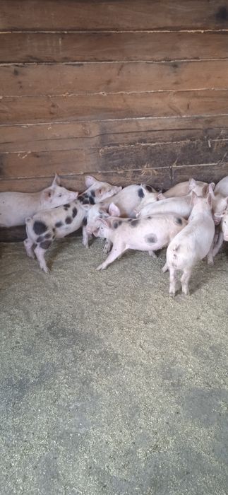 Поросята техпородний гібрід петрен + макстер + ландрас