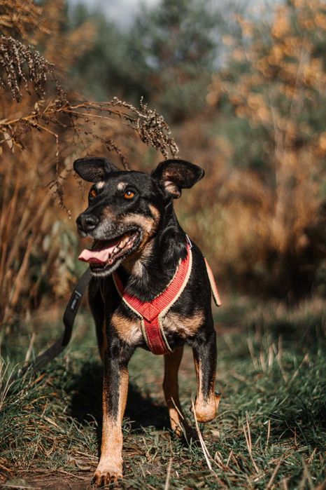 Tymon - psiak w typie teriera szuka domu