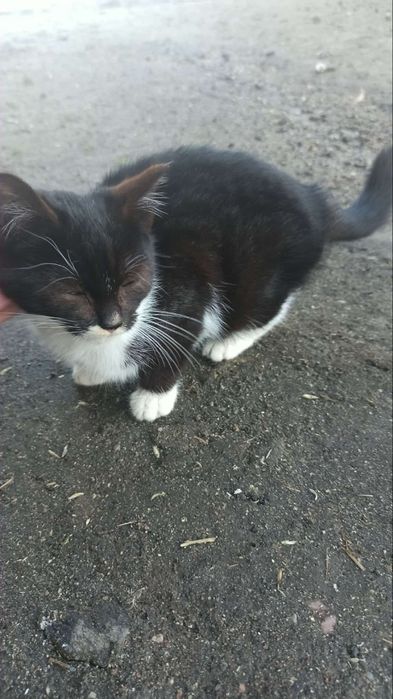 Oddam kotka 3 miesiące