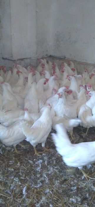 Nioski Leghorn 24 tygodnie z Wysyłką!