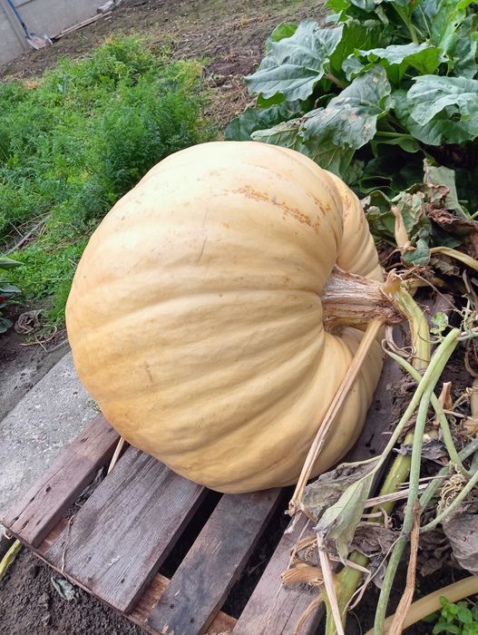 Sprzedam nasiona dyni AGP