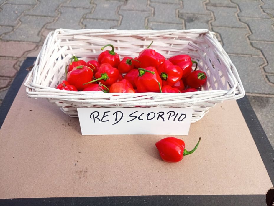 5 kg Red Scorpio z własnej uprawy