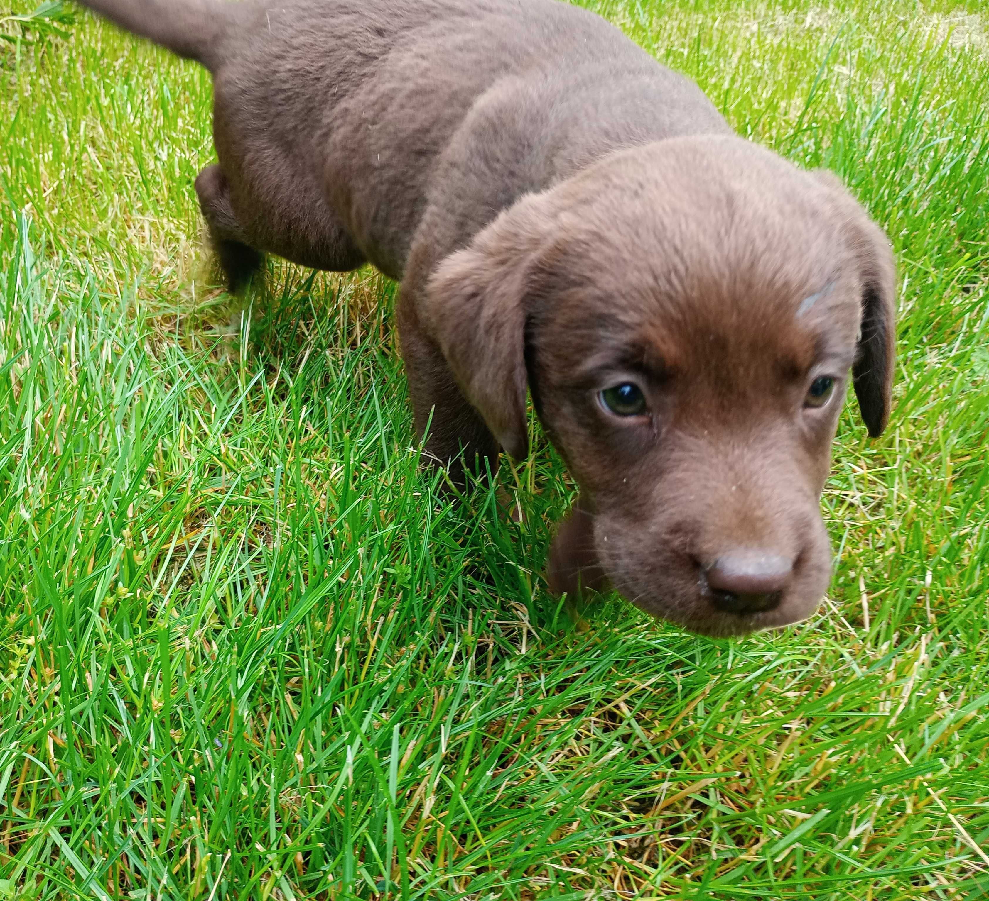 Labrador Retriever czekoladowa suczka rodowód