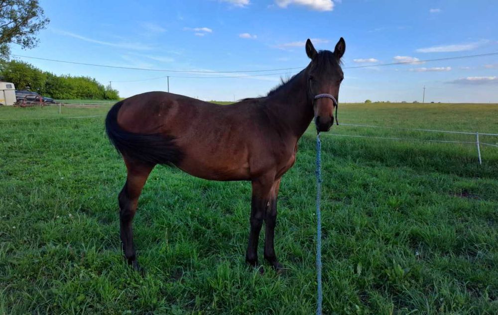 Wałach małopolski- możliwy tarant