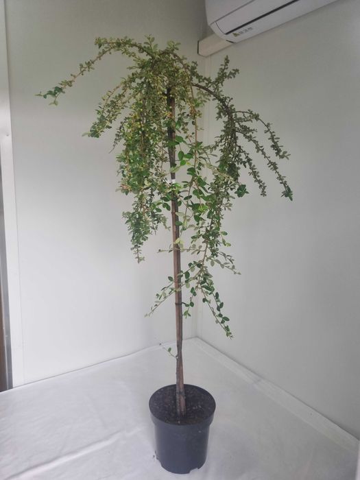 Irga szczepiona na pniu Gęsty Krzew Formowany, Wys. 160 cm, 5L