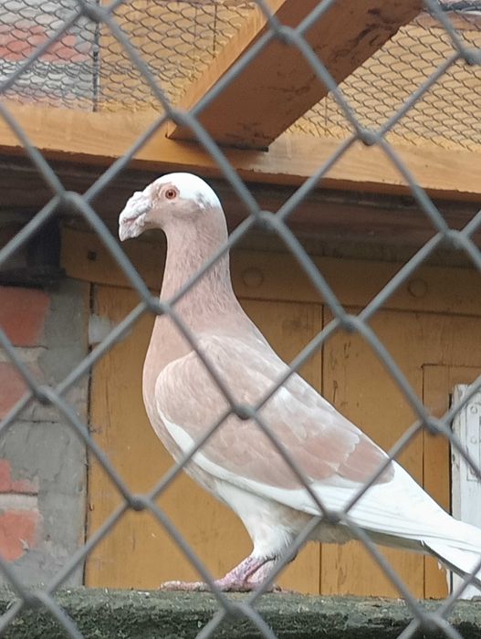 Gołębie rzeszowskie.