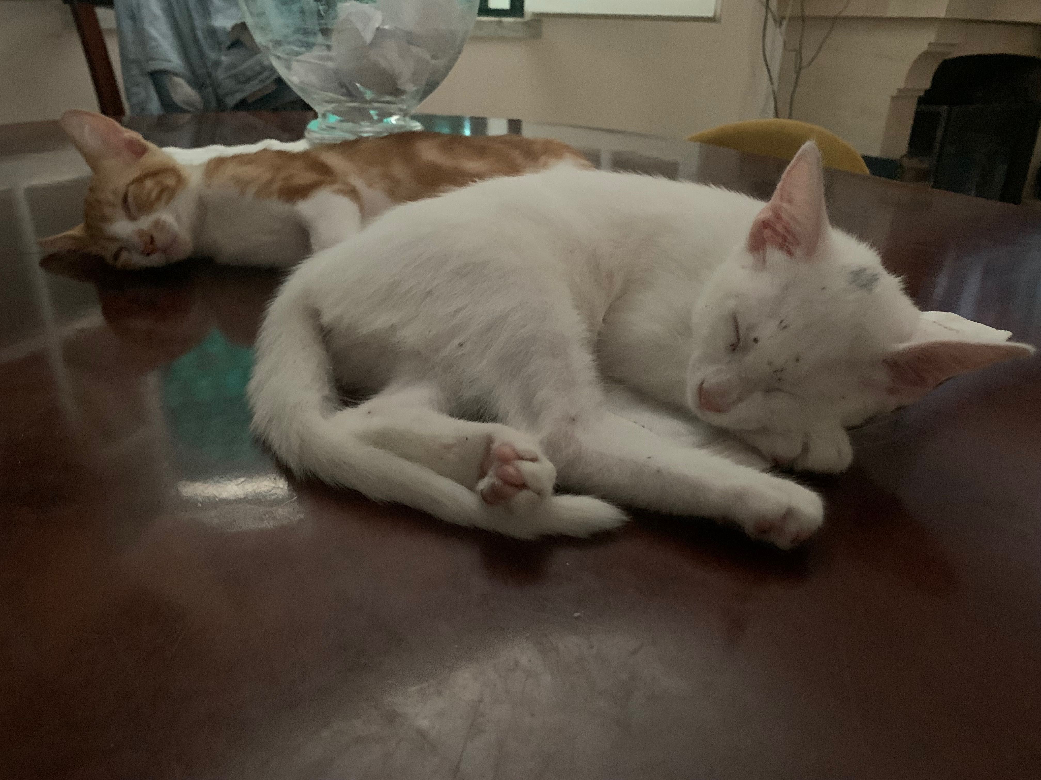 Gatinhos para adotar