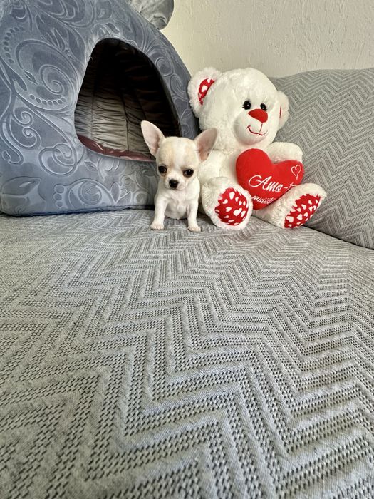 Menina chihuahua super minuatura perfeita