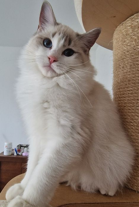 Koteczka Ragdoll blue bicolor lynx