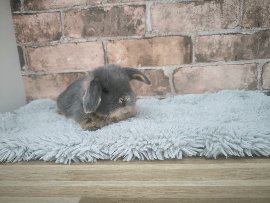 Króliczki rasy Karzełek Baran Niebieski Podpalany feh mini