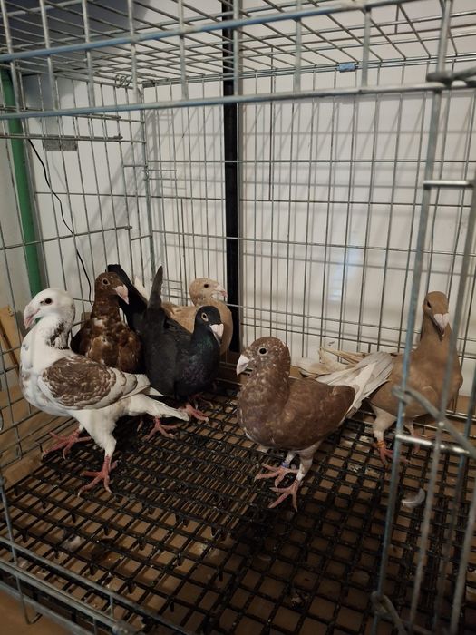 Gołebie Rzeszowskie