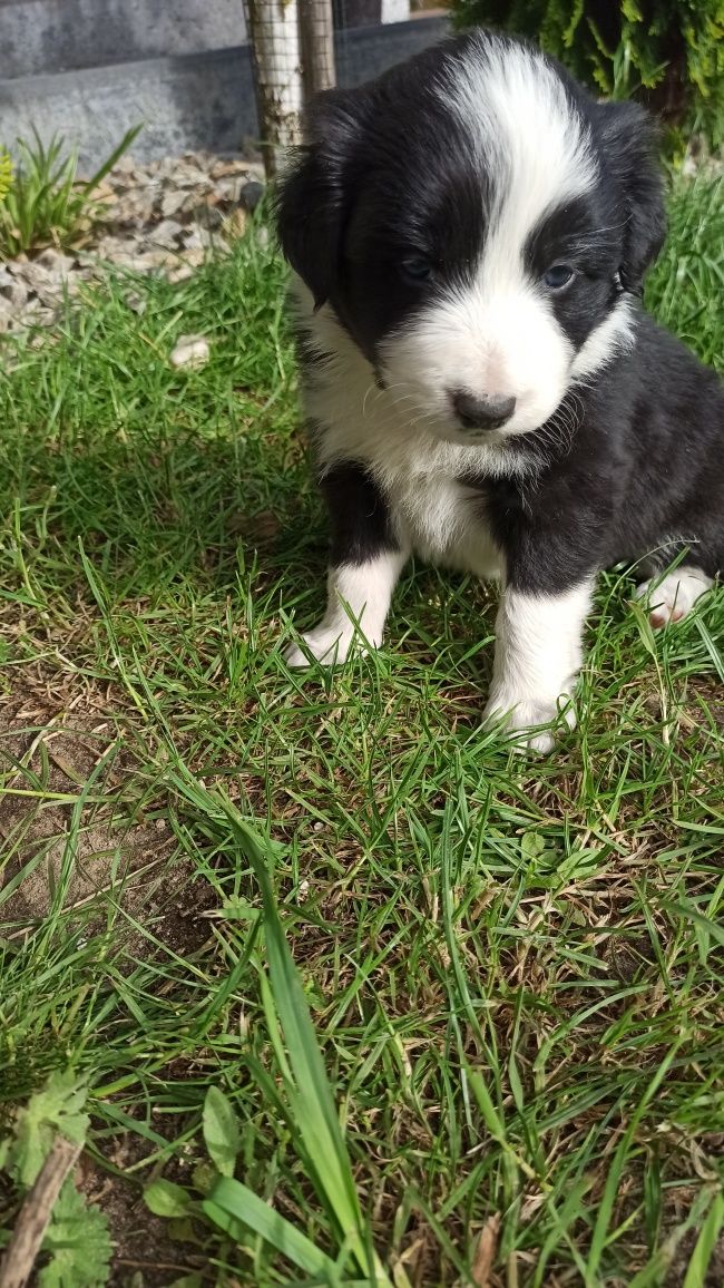 Border Collie suczka