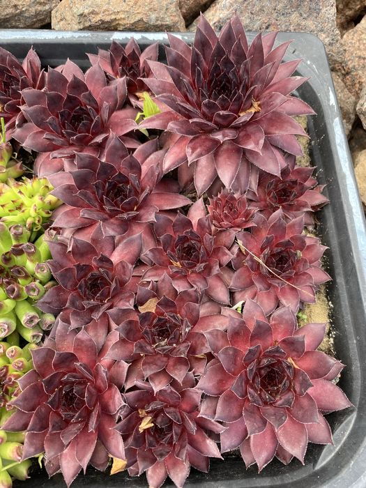 Молодило, камʼяна троянда, вуличні суккуленти