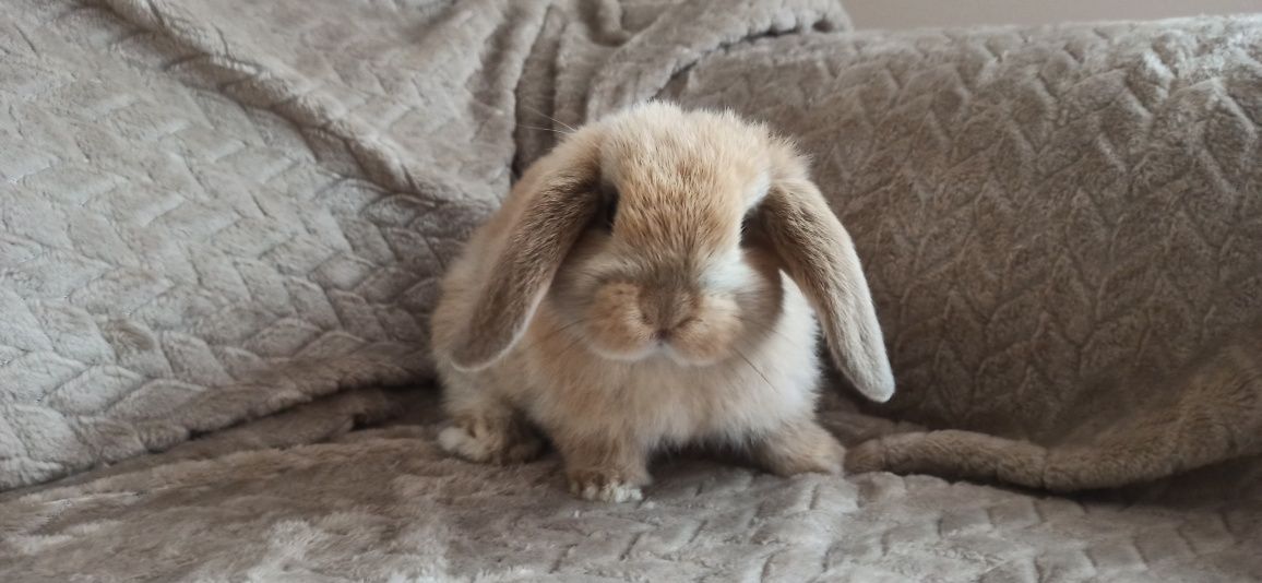 Króliczek baranek mini lop samiczka