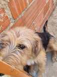 Cão Meigo (7 meses) para adoção