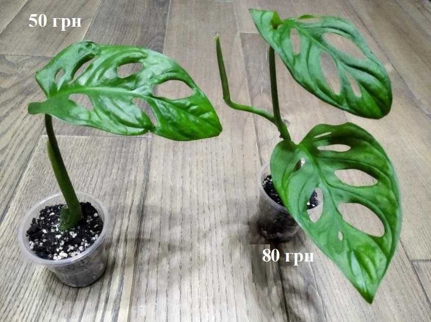 Монстеры Адансона, Фрозен, Кобра, Минима,  Стендлиана