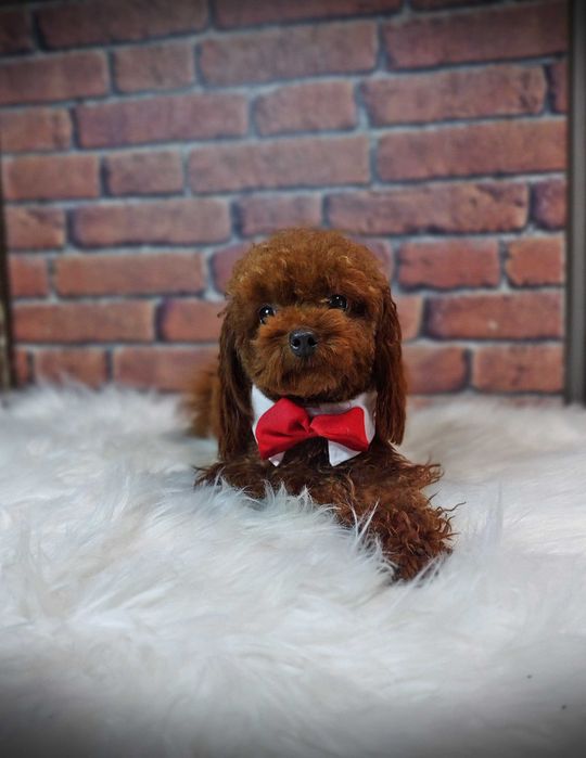 Pudel Toy Red Brown Reproduktor