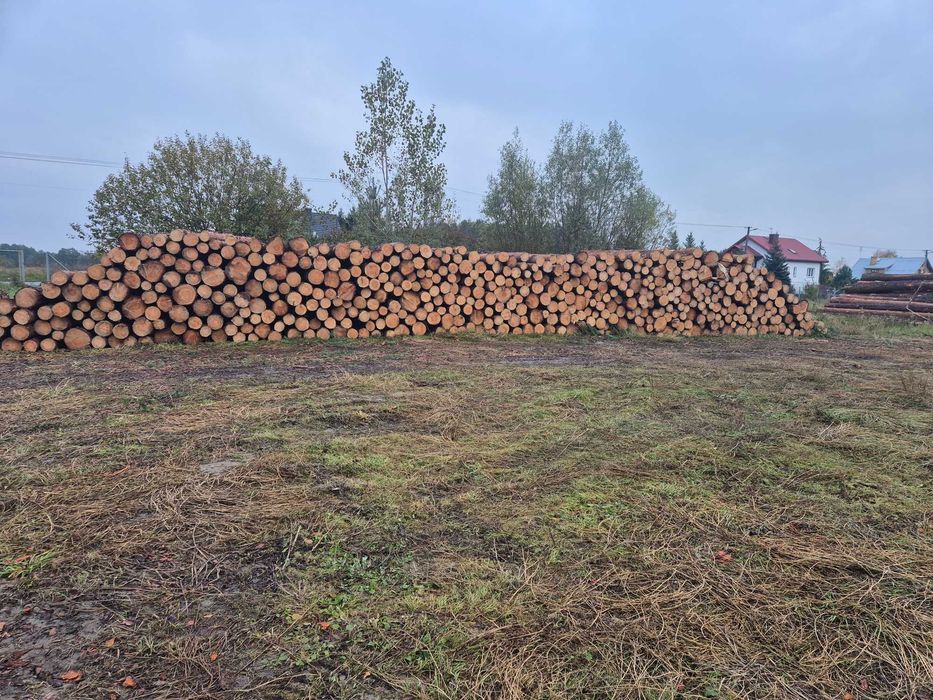 Sosna kłoda dłużyca tartaczne  S2b