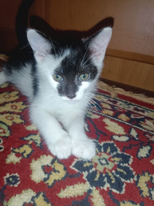 Віддаю котика в добрі руки