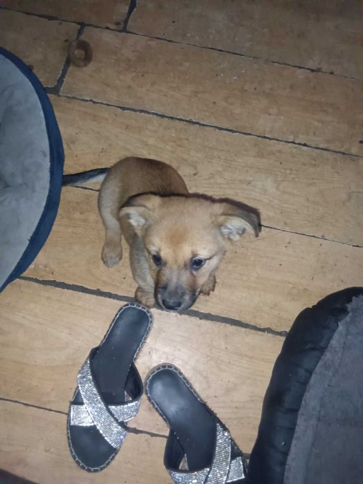 Oddam za darmo szczenięta