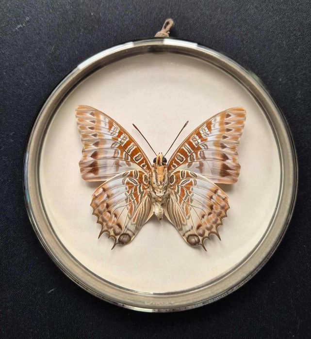 Motyl w gablotce - Charaxes Brutus