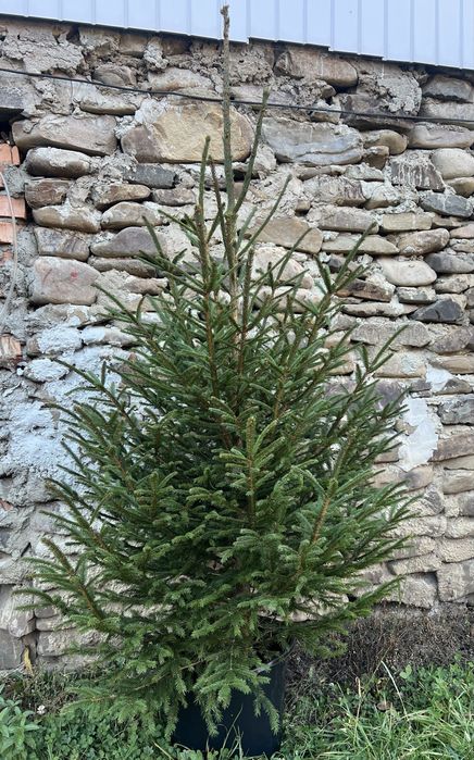 Ялинка в горщику жива Новорічна ялинка