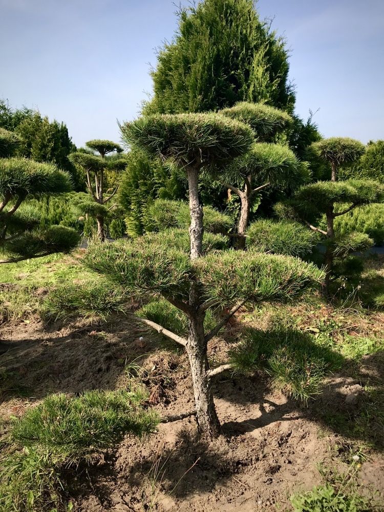 Bonsai Czarna Sosna