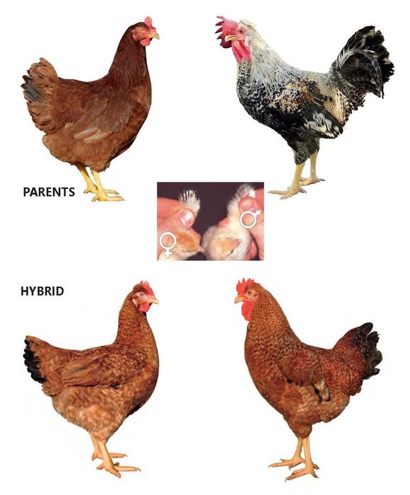 Домінант інкубаційне яйце кольорові імпорт