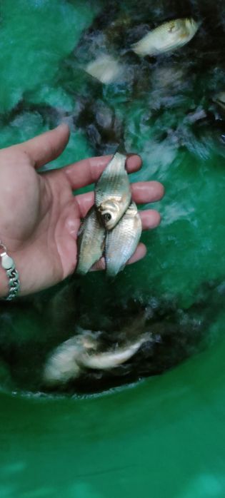 Ставковий карась в наявності живець