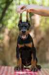 Potężny szczeniak doberman