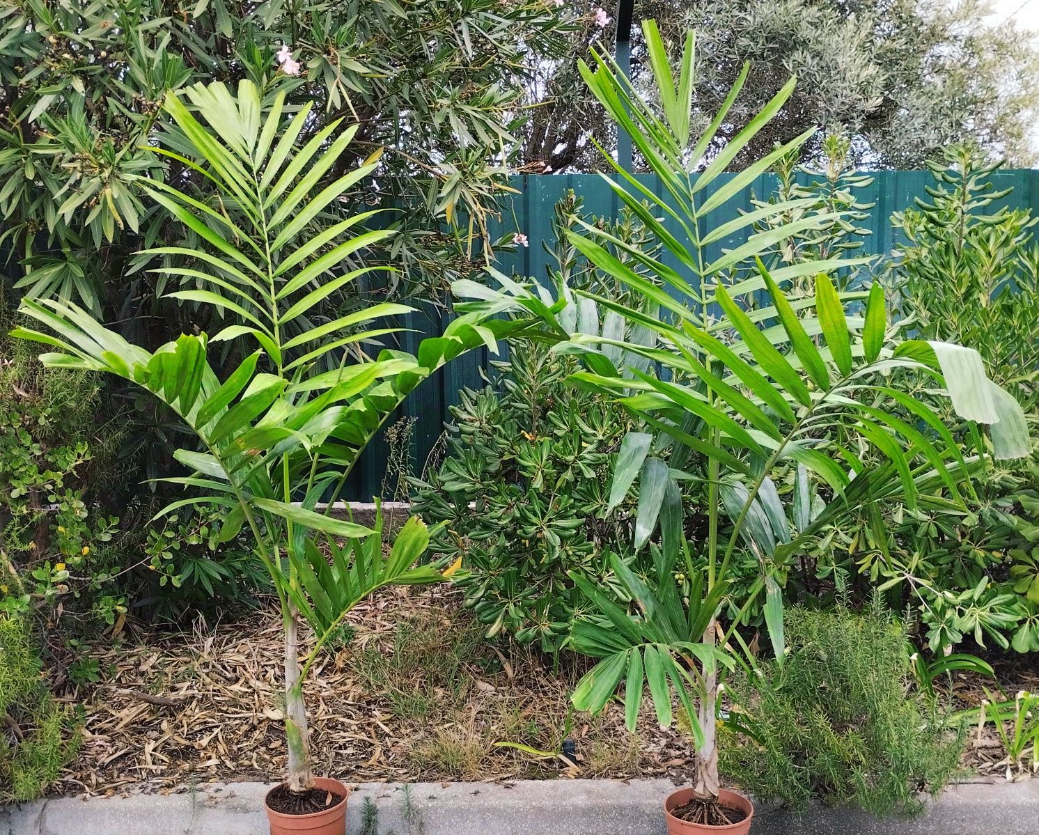 Palmeiras elegantes Ptychosperma elegans
