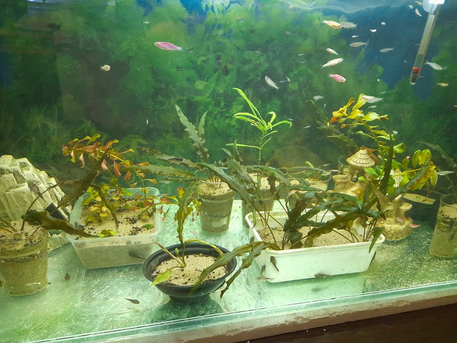 Roślinki akwariowe różne gatunki od 5 zł