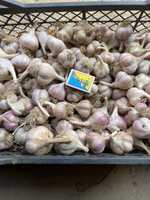 Продам часник сорт Любаша