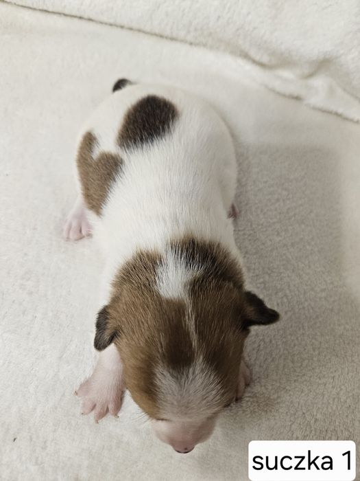 Suczka Jakck Russell Terrier