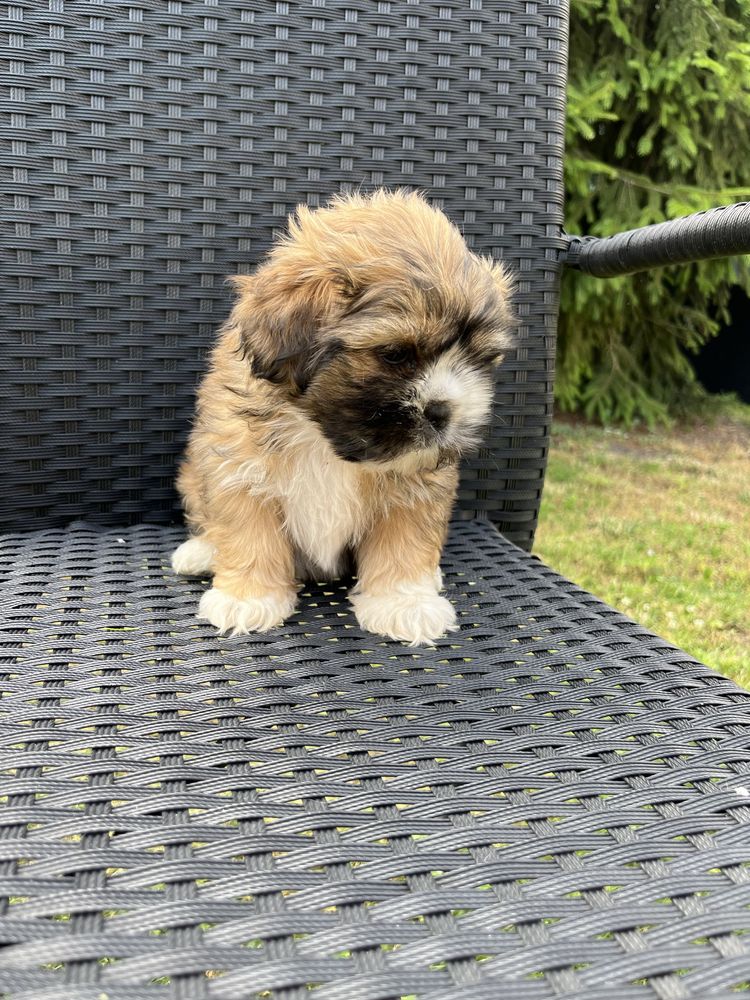 Suczka rasy Shih tzu