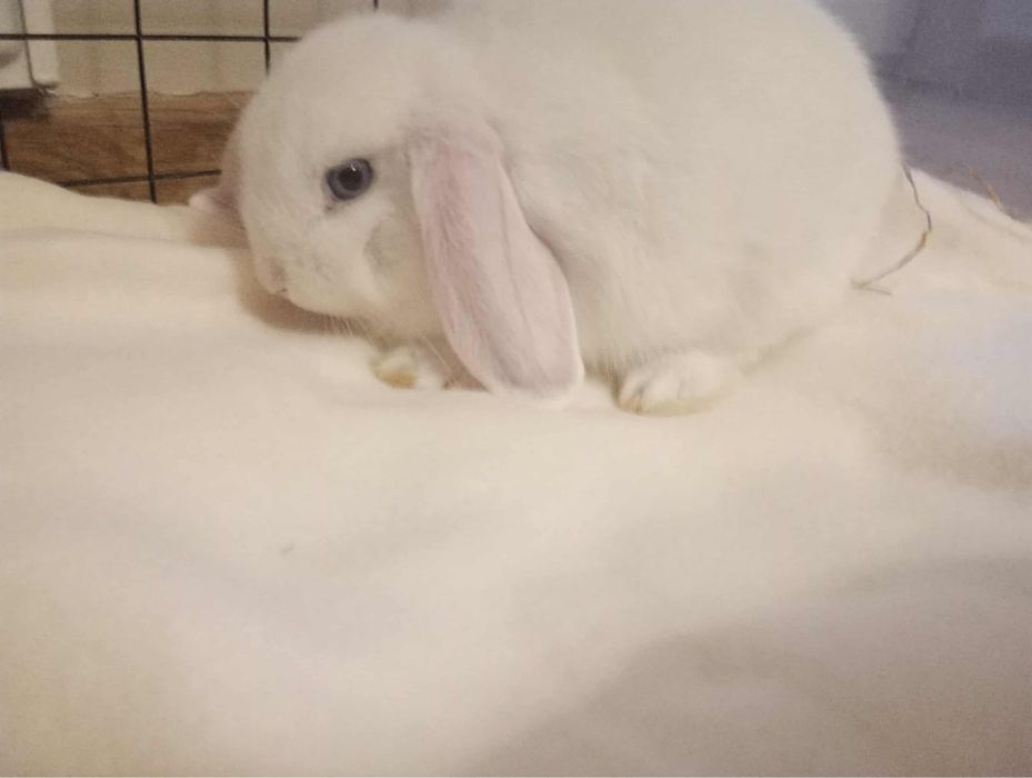 Królik baranek biały