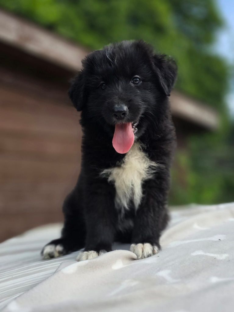 Border Collie mix