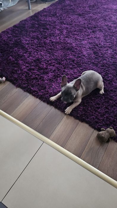 Piękny Buldog Francuski