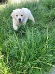 Golden Retriever FCI po Ch.Pl  - JAKS 2 m-ce piesek do kochania:)