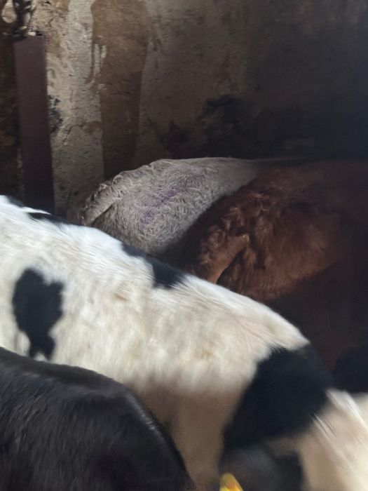 Sprzedam cielaki mięsne z odpajalni 20szt