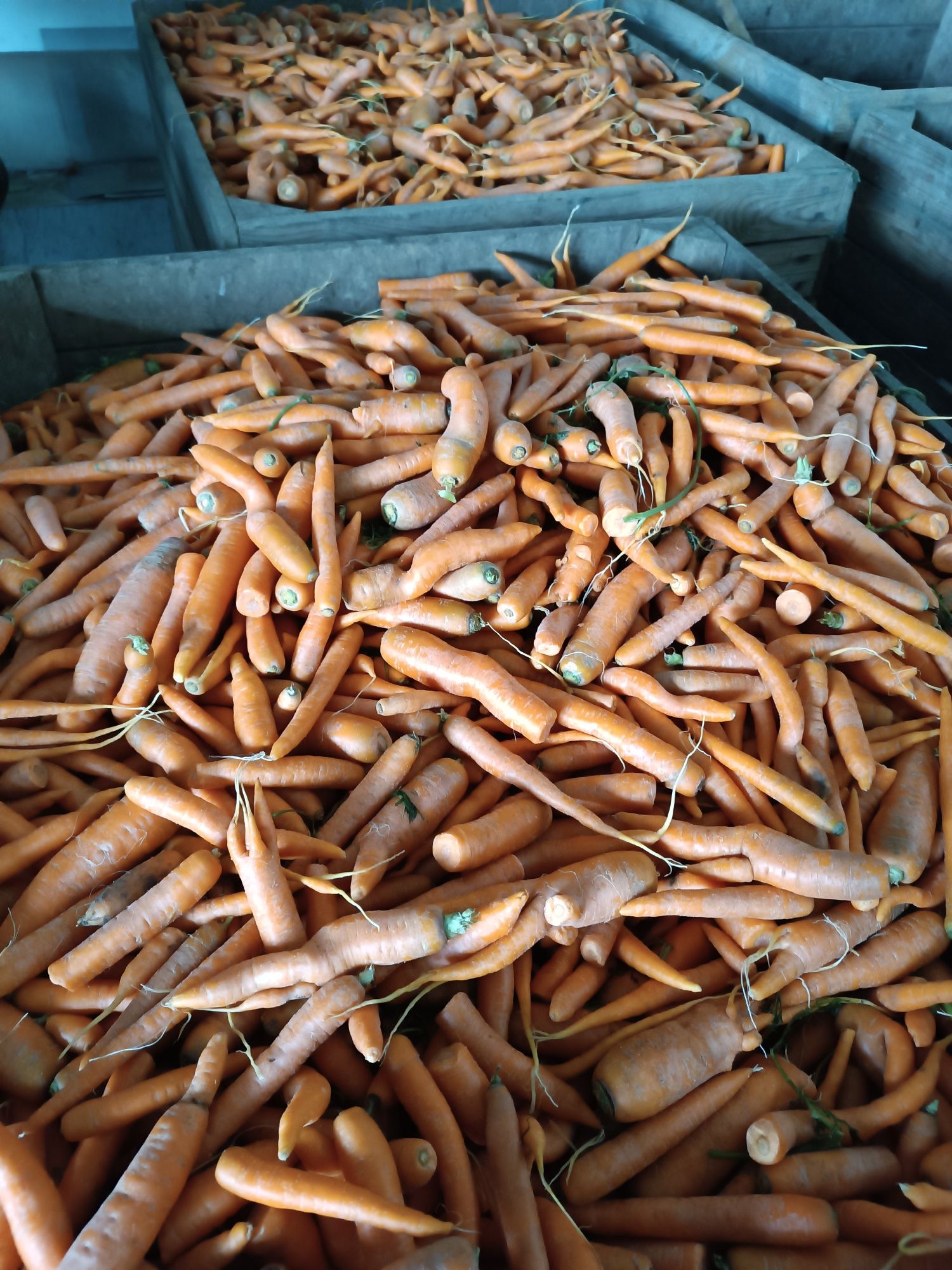 Marchew odpadowa do zwierząt ,soki 20gr/kg gr/kg