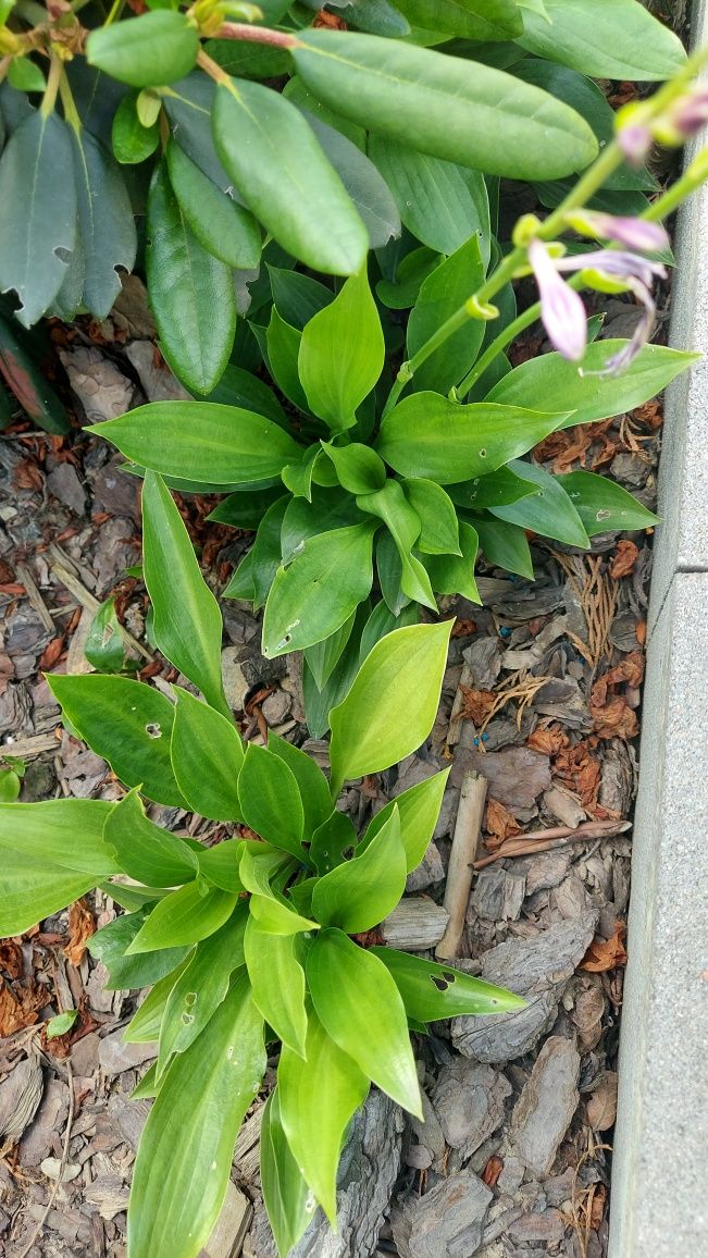 Pachnącą hosta z ogrodu