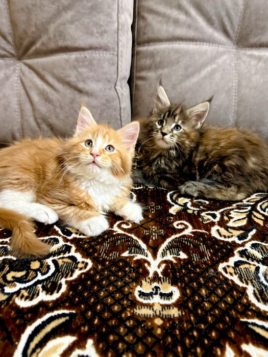 Мейн Кун дівчата є Документи WCF