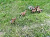 Sprzedam barany Kamerun